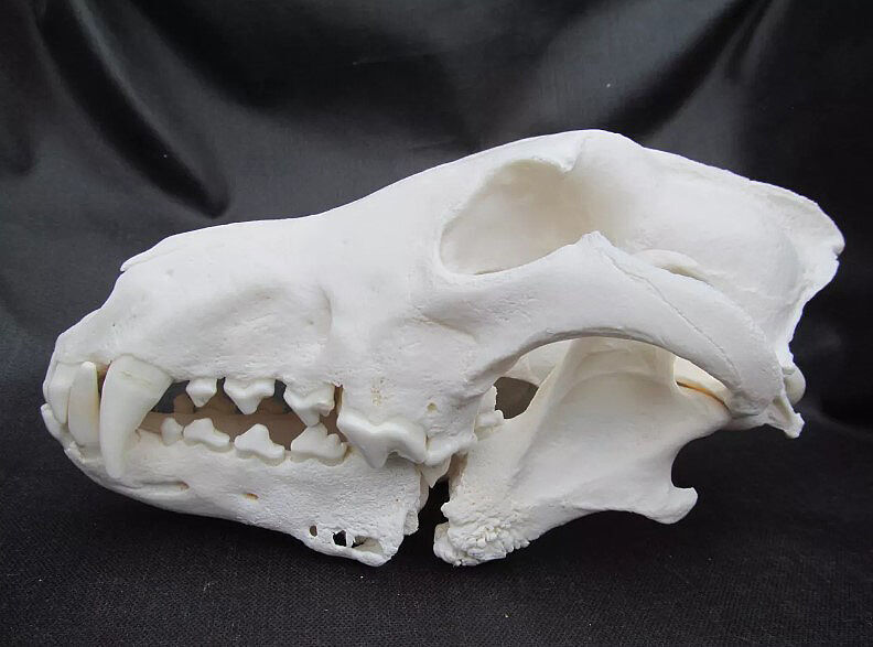 Wolf jaw
